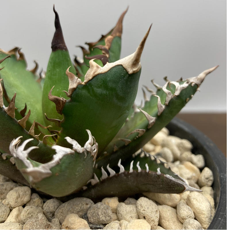Agave titanota レッドキャットウィーズル 強棘 裏棘 | S&A PLANTS ...