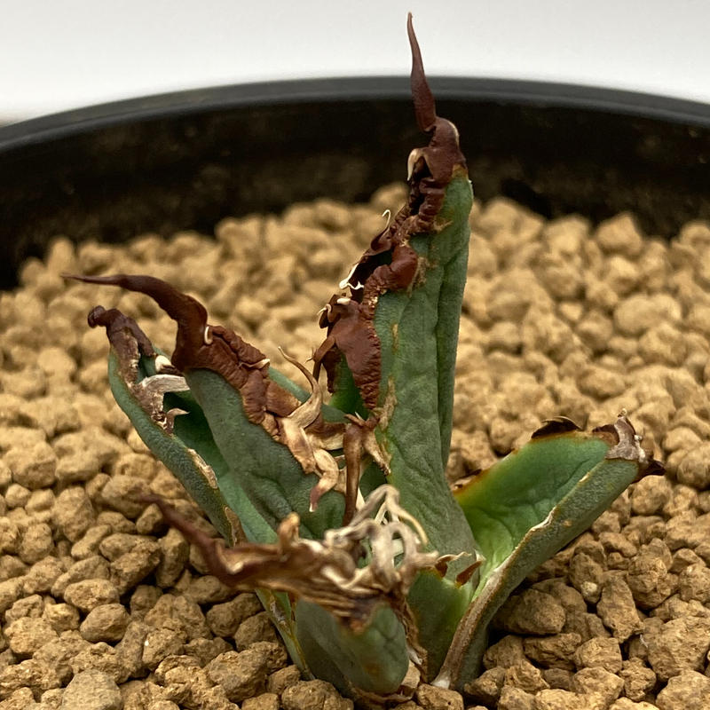 Agave titanota チタノタ 凱薩 シーザー ① | SA PLANTS GARDEN Agave titanota チタノタ 凱薩 シーザー ① | SA PLANTS GARDEN