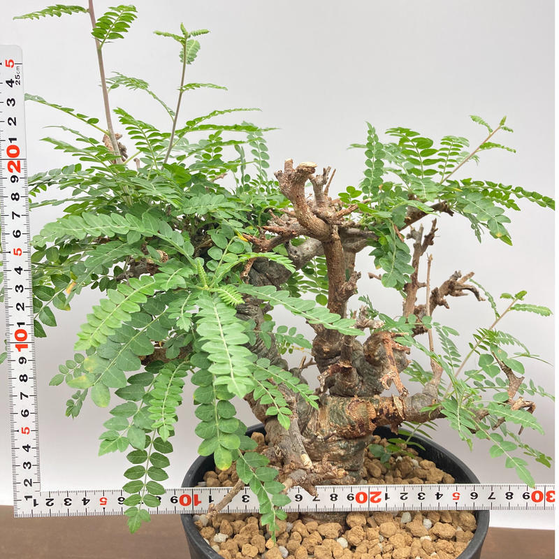35%OFF】 極太 シワ感良形 ボスウェリア ネグレクタ - 植物/観葉植物