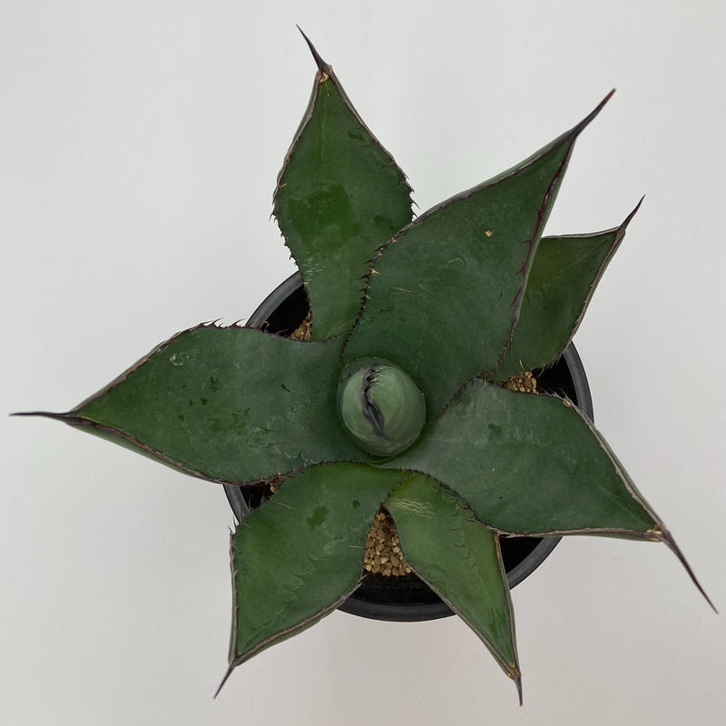 ご予約品 Agave サラミアナフェロックス シャークスキン ハイブリッド S A Pla