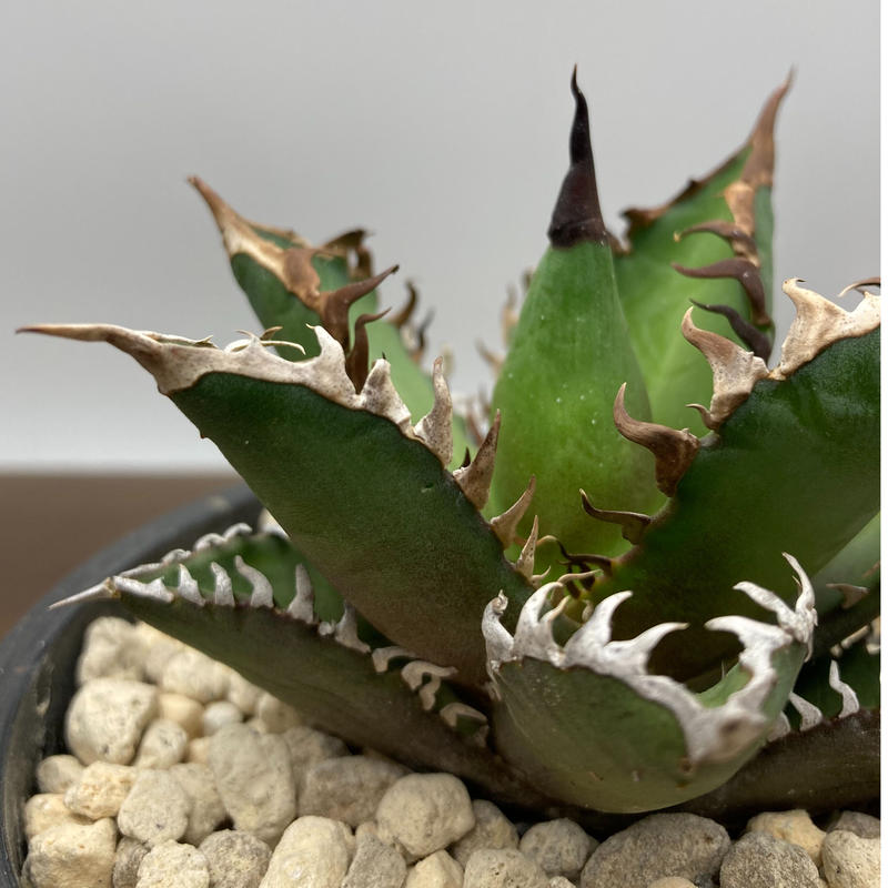 Agave titanota レッドキャットウィーズル 強棘 裏棘 | S&A PLANTS ...