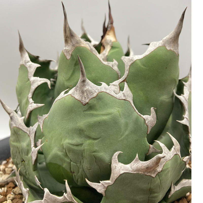 Agave titanota チタノタ 姫厳龍 台湾株 | S&A PLANTS GARDEN