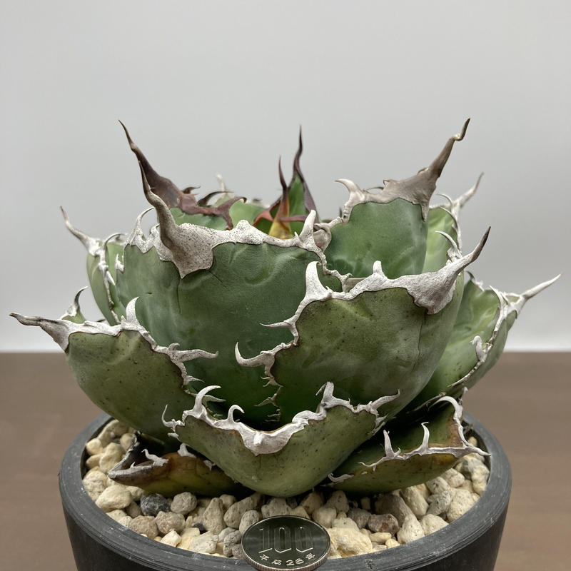 Agave Titanota チタノタ 白鯨 M S A Plants Garden