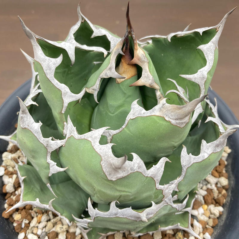 Agave titanota チタノタ 姫厳龍 台湾株 | S&A PLANTS GARDEN