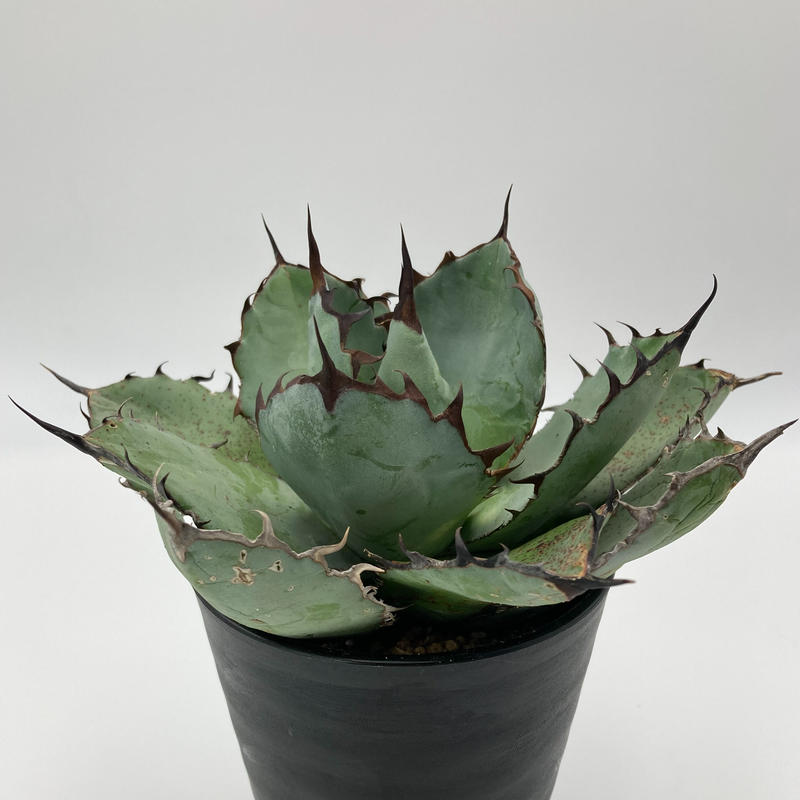 Agave Titanota チタノタbb Mサイズ Us株 No 1 S A Plan