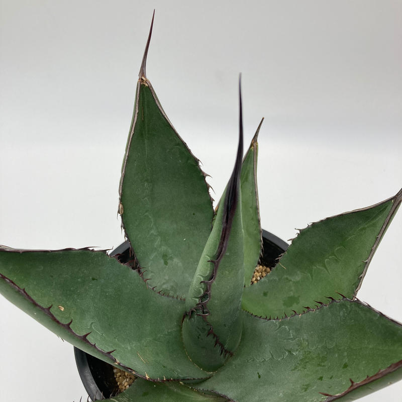 ご予約品 Agave サラミアナフェロックス シャークスキン ハイブリッド S A Pla