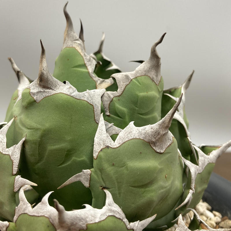 Agave titanota チタノタ 姫厳龍 台湾株 | S&A PLANTS GARDEN