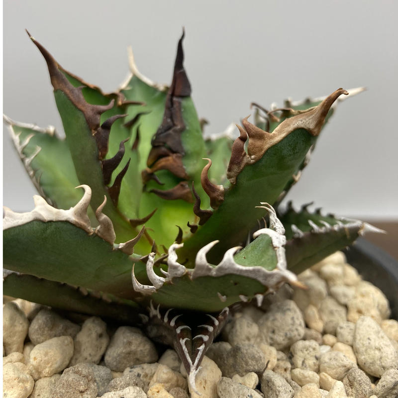 Agave titanota レッドキャットウィーズル 強棘 裏棘 | S&A PLANTS Agave titanota レッドキャットウィーズル 強棘 裏棘 | S&A PLANTS