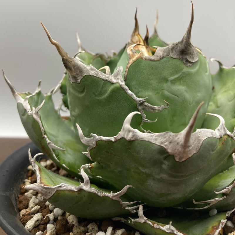 Agave titanota チタノタ 白鯨 台湾株 | S&A PLANTS GARDEN