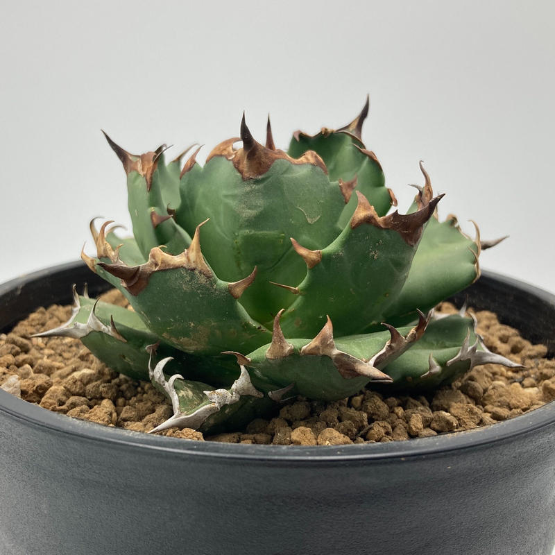 Agave Titanota コンパクタドワーフ No 1 S A Plants Garden