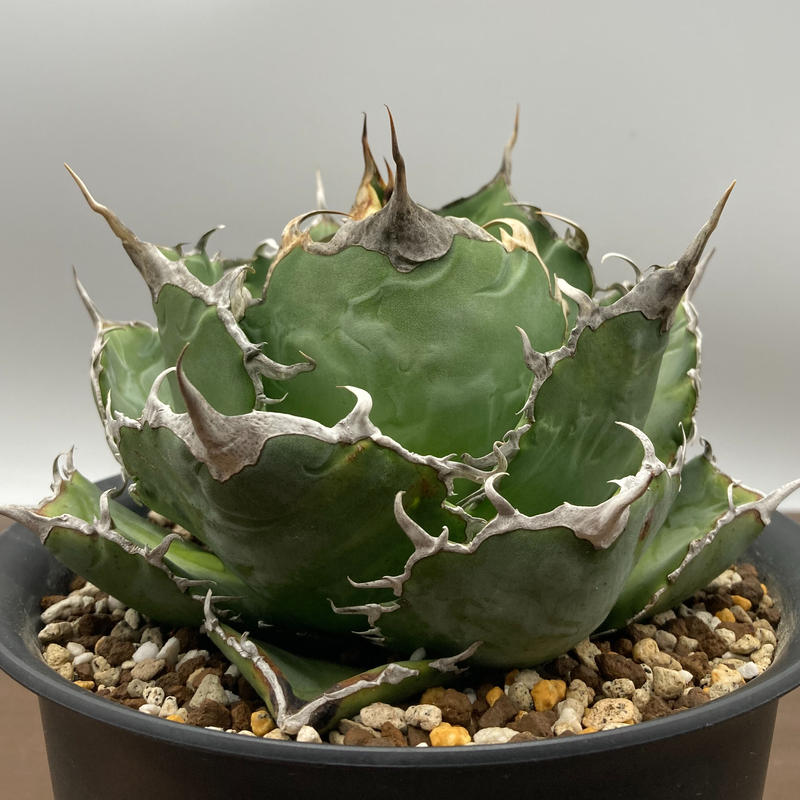 Agave titanota チタノタ 白鯨 台湾株 | S&A PLANTS GARDEN