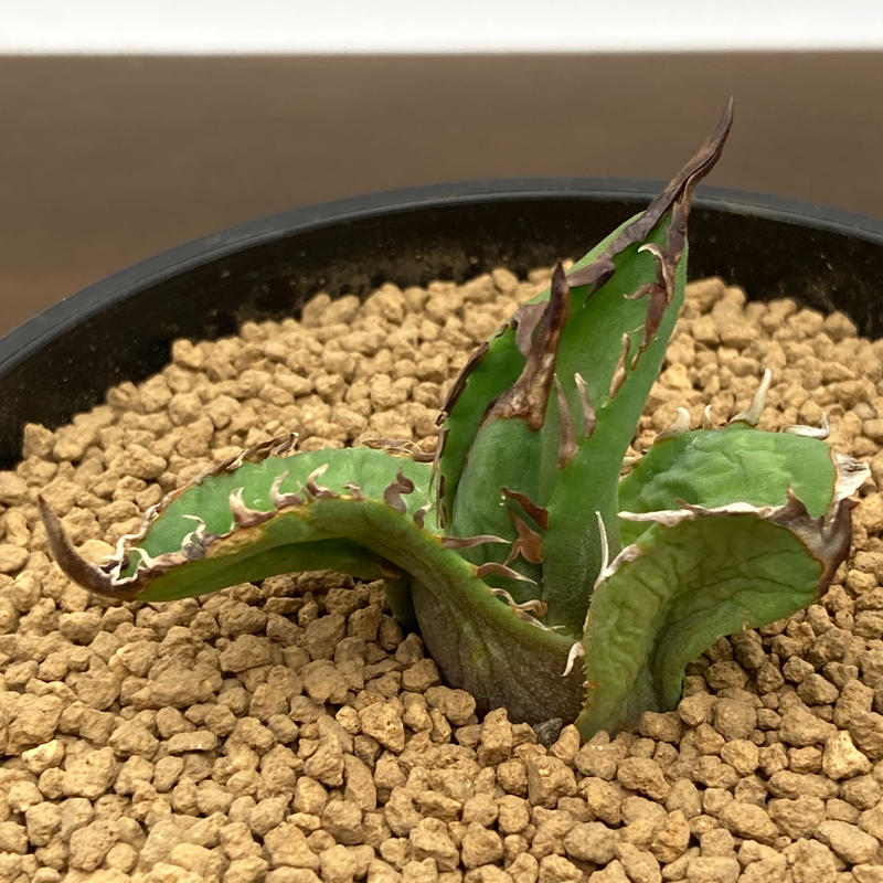 化け物 アガベ チタノタ 大鋼牙 白排刺 子株