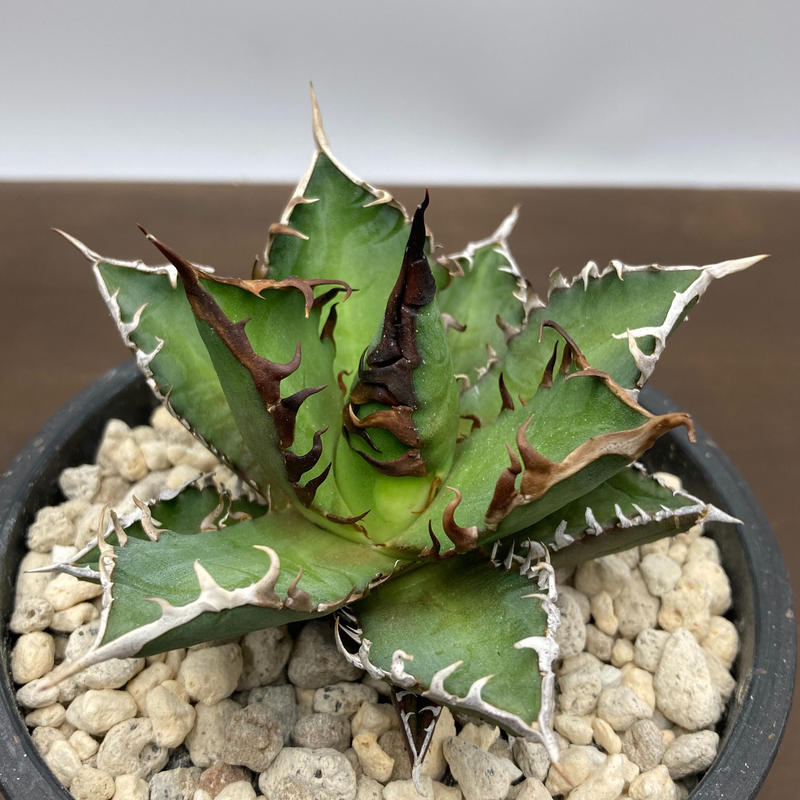 Agave titanota レッドキャットウィーズル 強棘 裏棘 | S&A PLANTS ...