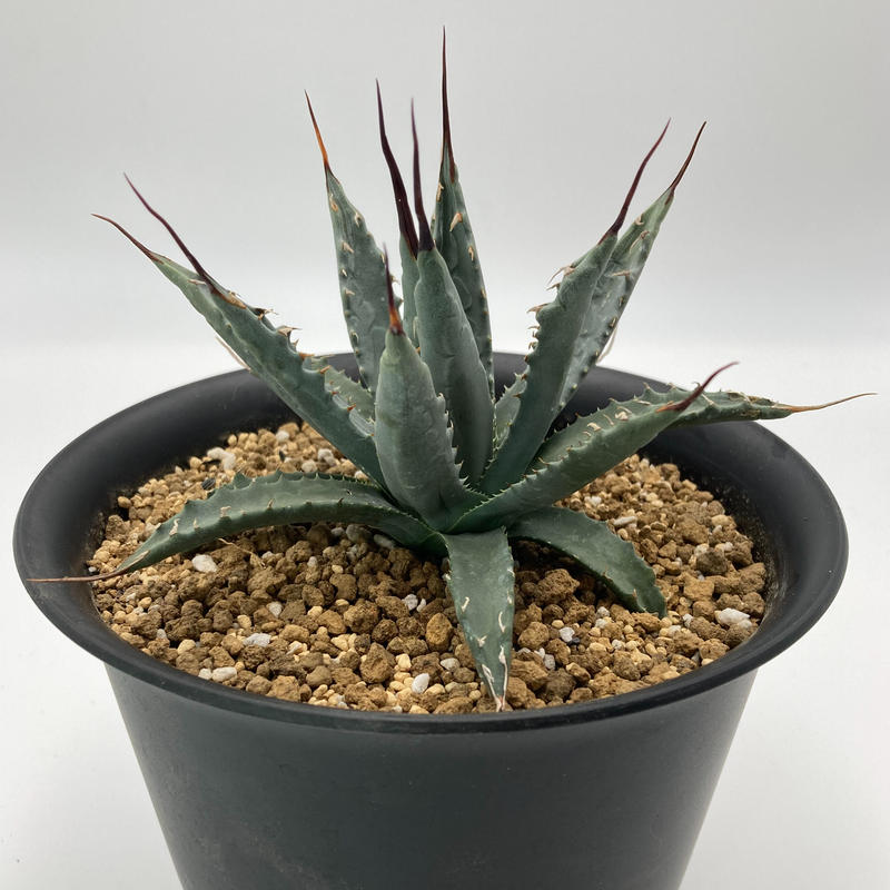 Agave Uthaensis Var Nevadensis ユタエンシス ネバデンシス