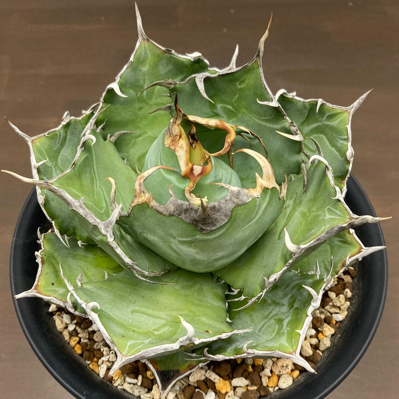 Agave titanota チタノタ 白鯨 台湾株 | S&A PLANTS GARDEN