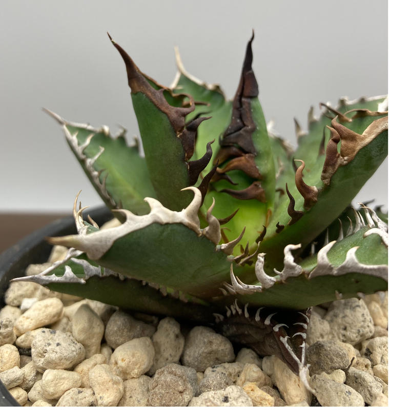 Agave titanota レッドキャットウィーズル 強棘 裏棘 | S&A PLANTS ...