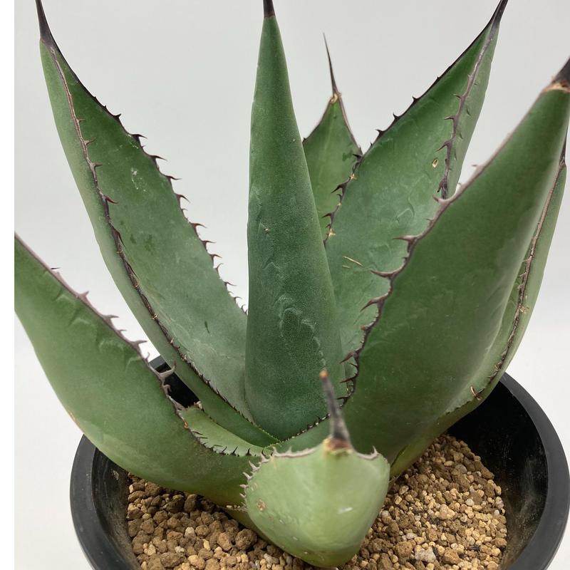 ご予約品 Agave サラミアナフェロックス シャークスキン ハイブリッド S A Pla