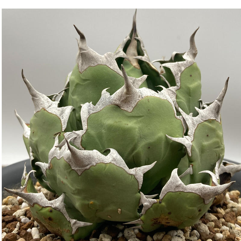 Agave titanota チタノタ 姫厳龍 台湾株 | S&A PLANTS GARDEN