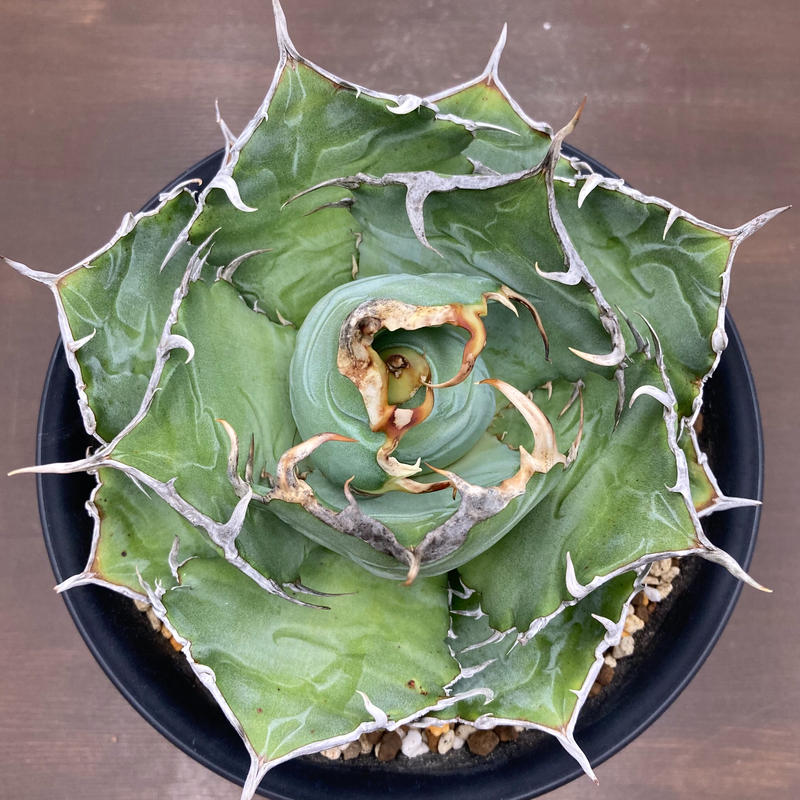 Agave titanota チタノタ 白鯨 台湾株 | S&A PLANTS GARDEN