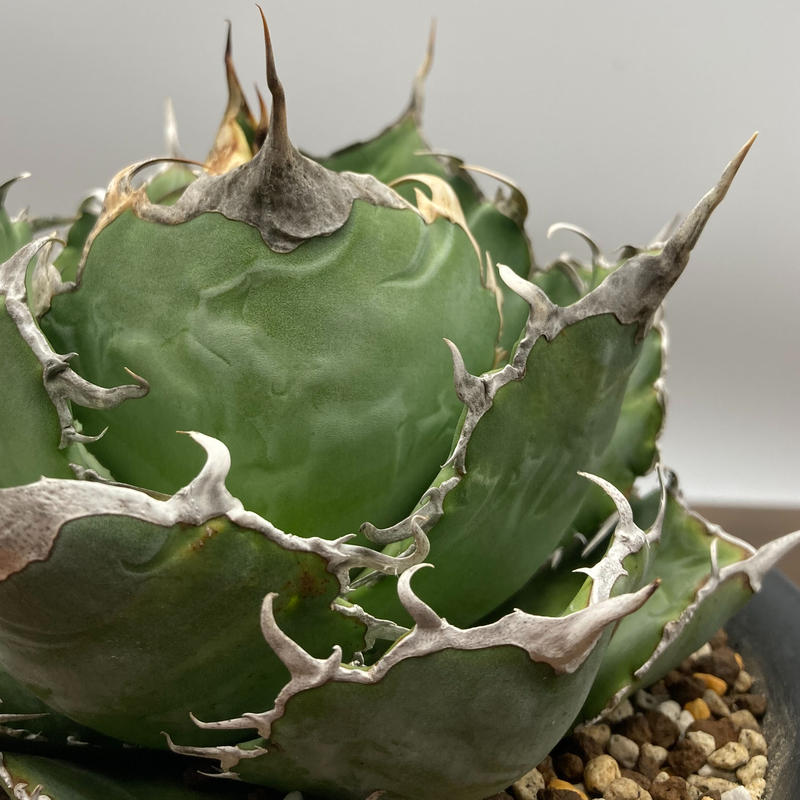 Agave titanota チタノタ 白鯨 台湾株 | S&A PLANTS GARDEN