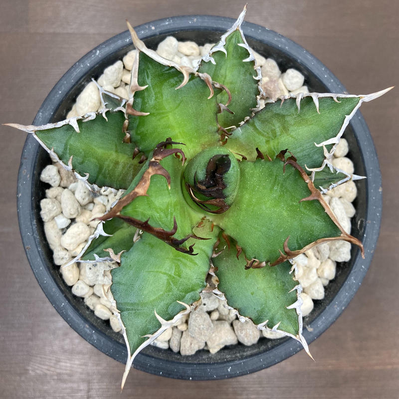 Agave titanota レッドキャットウィーズル 強棘 裏棘 | S&A PLANTS ...