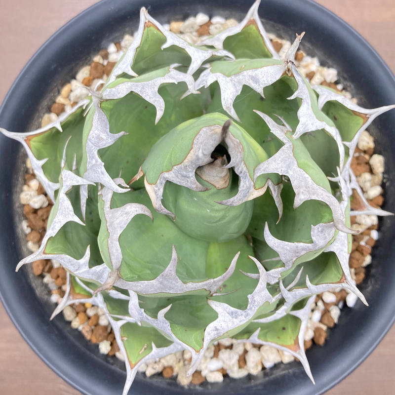 Agave titanota チタノタ 姫厳龍 台湾株 | S&A PLANTS GARDEN