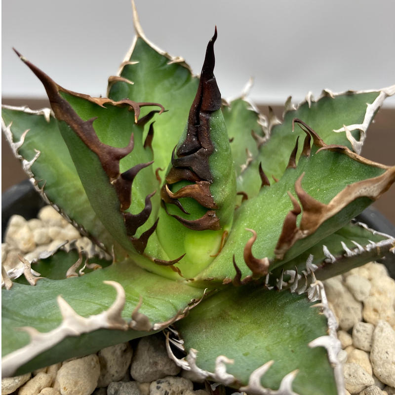 Agave titanota レッドキャットウィーズル 強棘 裏棘 | S&A PLANTS ...