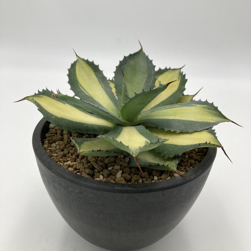 Agave Isthmensis Rum Runner ラムランナー No 1 S A Agave Isthmensis Rum Runner ラムランナー No 1 S A