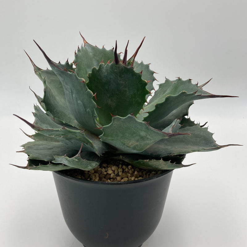 Agave Blue Brian ブルーブライアン 新種ハイブリッド S A Plants