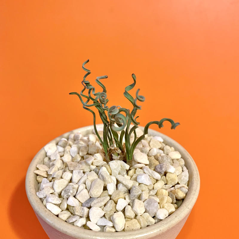 アルブカ コンコルディアナ みどりのひろば Plantador Online Store