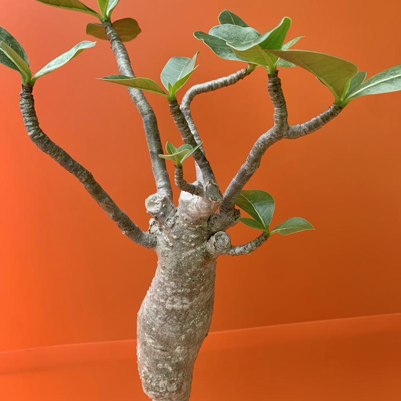 アデニウム バオバブタイプ みどりのひろば Plantador Online Store
