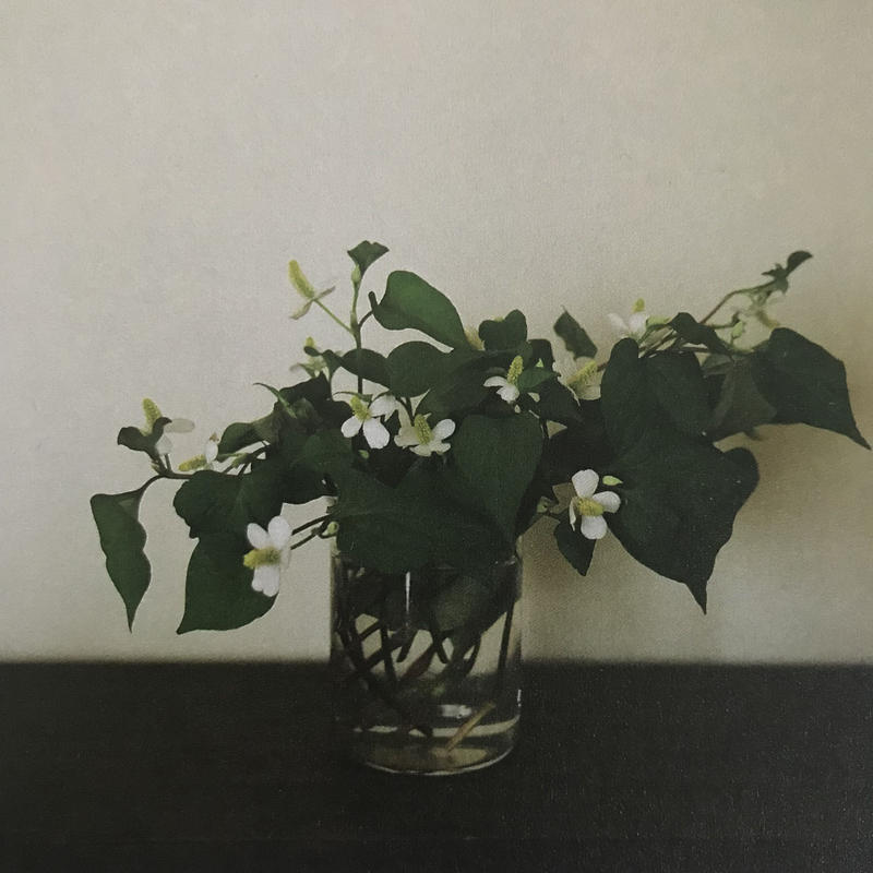 季節の葉書 どくだみ 季節のかけら