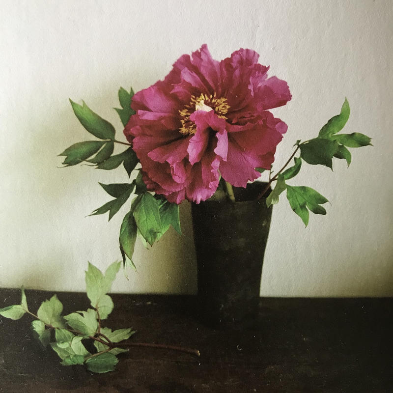 季節の葉書 牡丹 季節のかけら