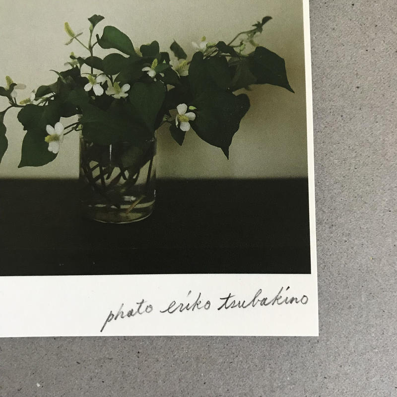 季節の葉書 どくだみ 季節のかけら