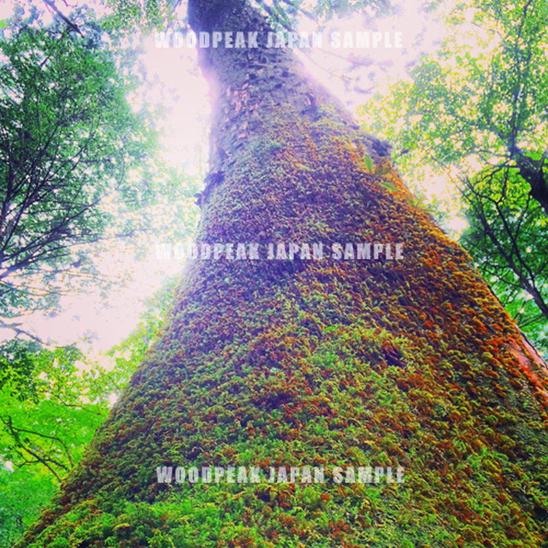 デジタル商品 Peakjapan撮影 屋久島 着生タワー 権利フリー Wood