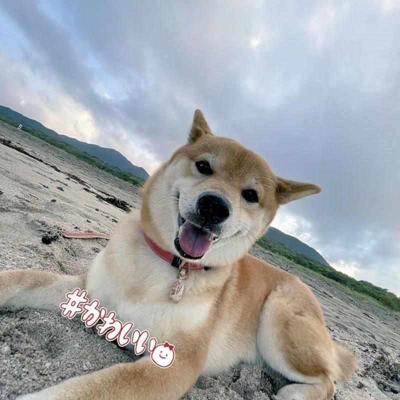 天然素材で愛犬を虫から守る メソポア 虫よけペンダントトップ 小型犬用 Sサイズ ひば油2