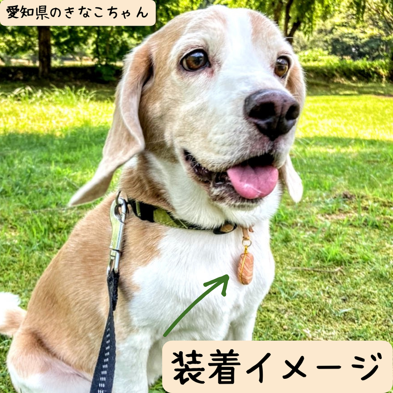 天然素材で愛犬を虫から守る メソポア 虫よけペンダントトップ 小型犬用 Sサイズ ひば油2