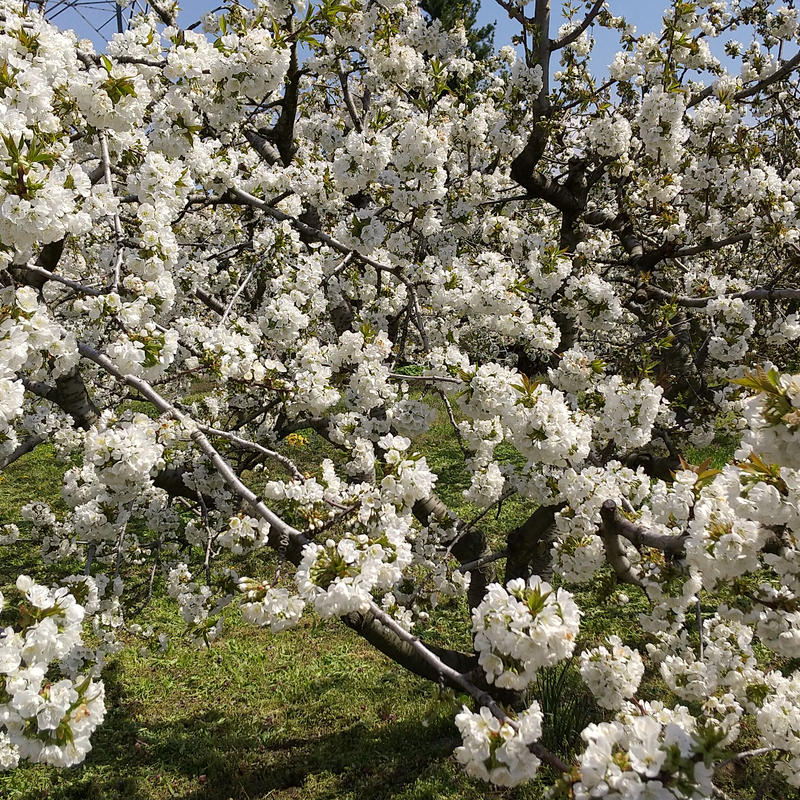 金のさくらんぼ佐藤錦２lサイズlサイズミックス 1kg 山の市場 オンラインショップ
