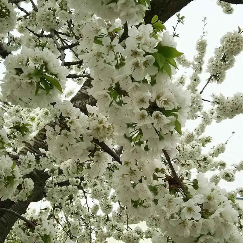 金のさくらんぼ佐藤錦lサイズ バラ詰め800g 山の市場 オンラインショップ