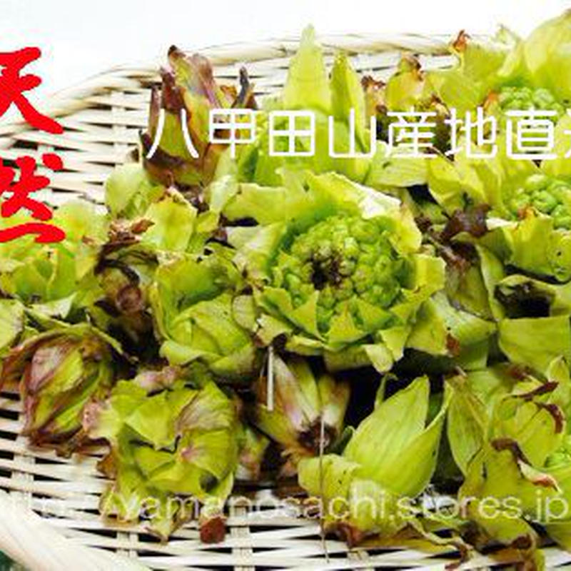 先行予約 天然山菜 ふきのとう 500g 高級料亭向け 天然山菜産地採れたて直送