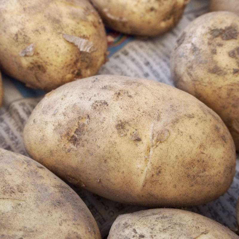 新じゃが 新品種 煮崩れしにくいしっとり食感のピルカ 2kg 加賀の國やまと農園