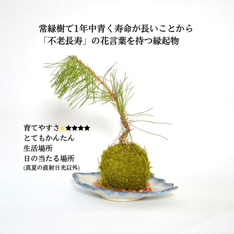 弥栄苔 石見焼雪舟窯 選べる苔玉 清流 弥栄苔 本店