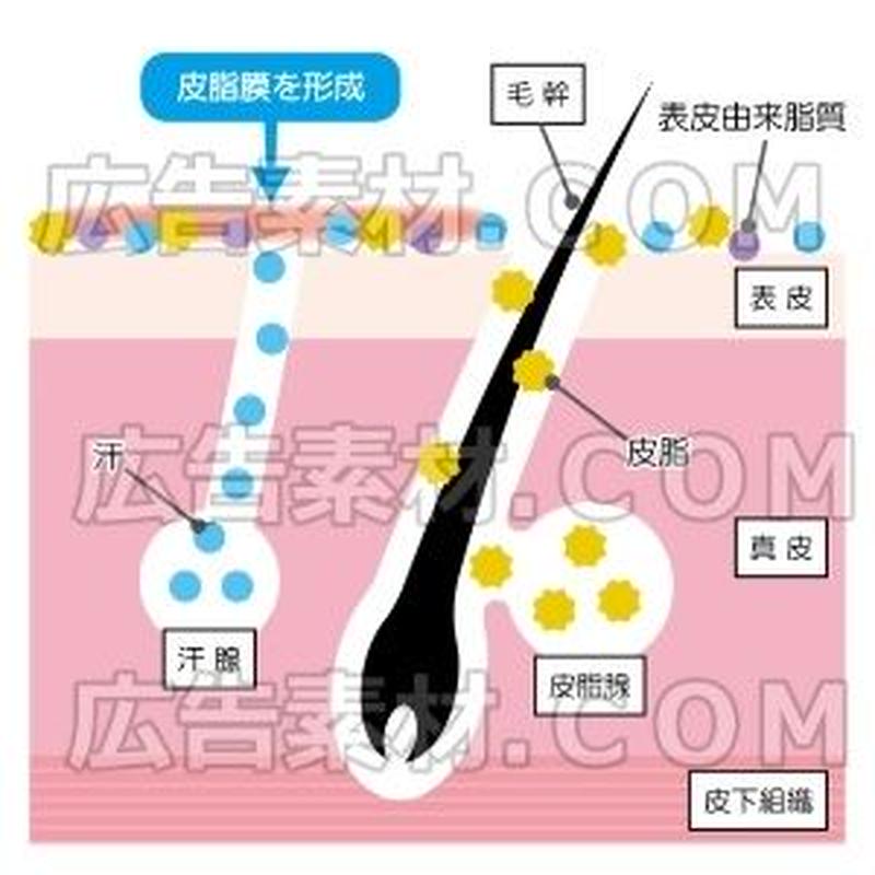 毛根の断面図 イラスト図解 広告素材 ｃｏｍ