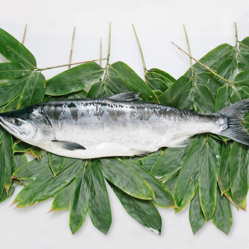 時鮭 時知らず ロシア産 丸1本 切り身 吉池オンラインストア 食品の吉池ストア