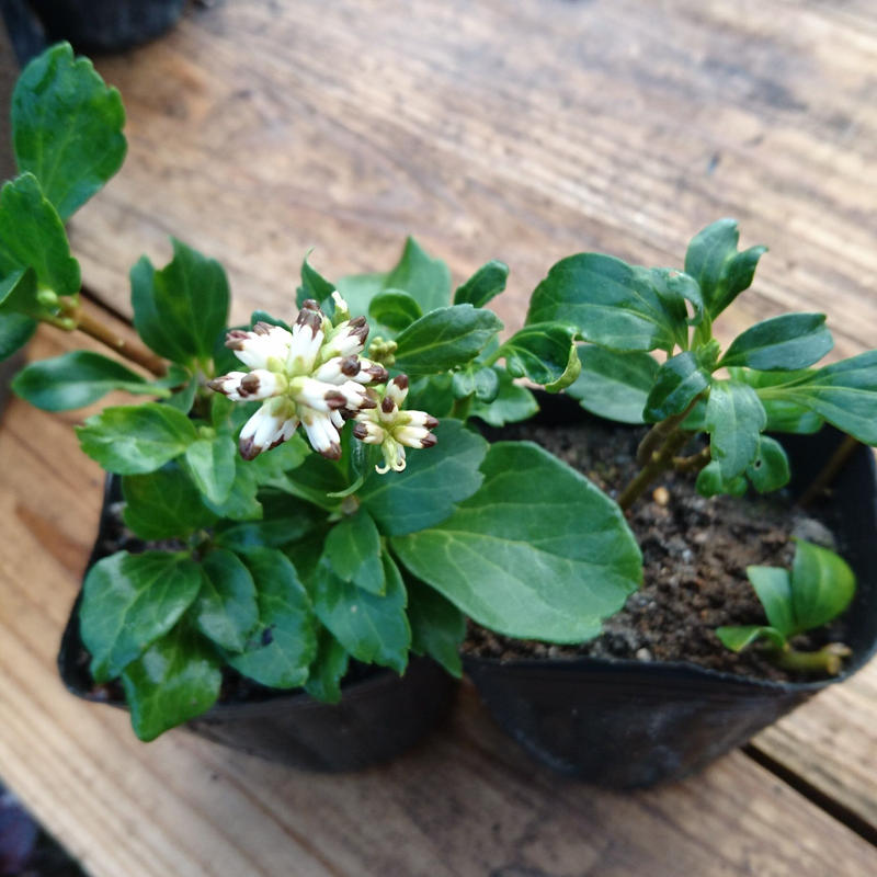 フッキソウ 富貴草 9 ポット 12ポット 送料込 夢農場 信州 安曇野 池田町