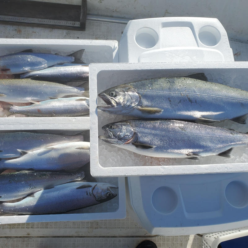 天然ビワマス 約2kg 2匹入 魚 活 Uokatu