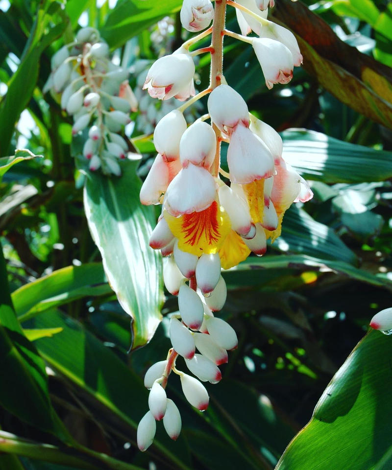 a 月桃ハーブティー g 2g 10パック a a 月桃ハーブティー g 2g 10パック a