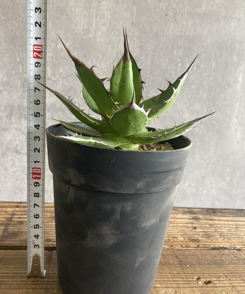 アガベ ホリダ 発根済み 2-568 | 奇妙な植物園