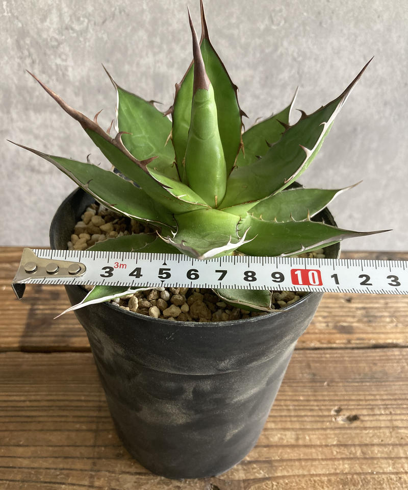 アガベ ホリダ 発根済み 2-568 | 奇妙な植物園