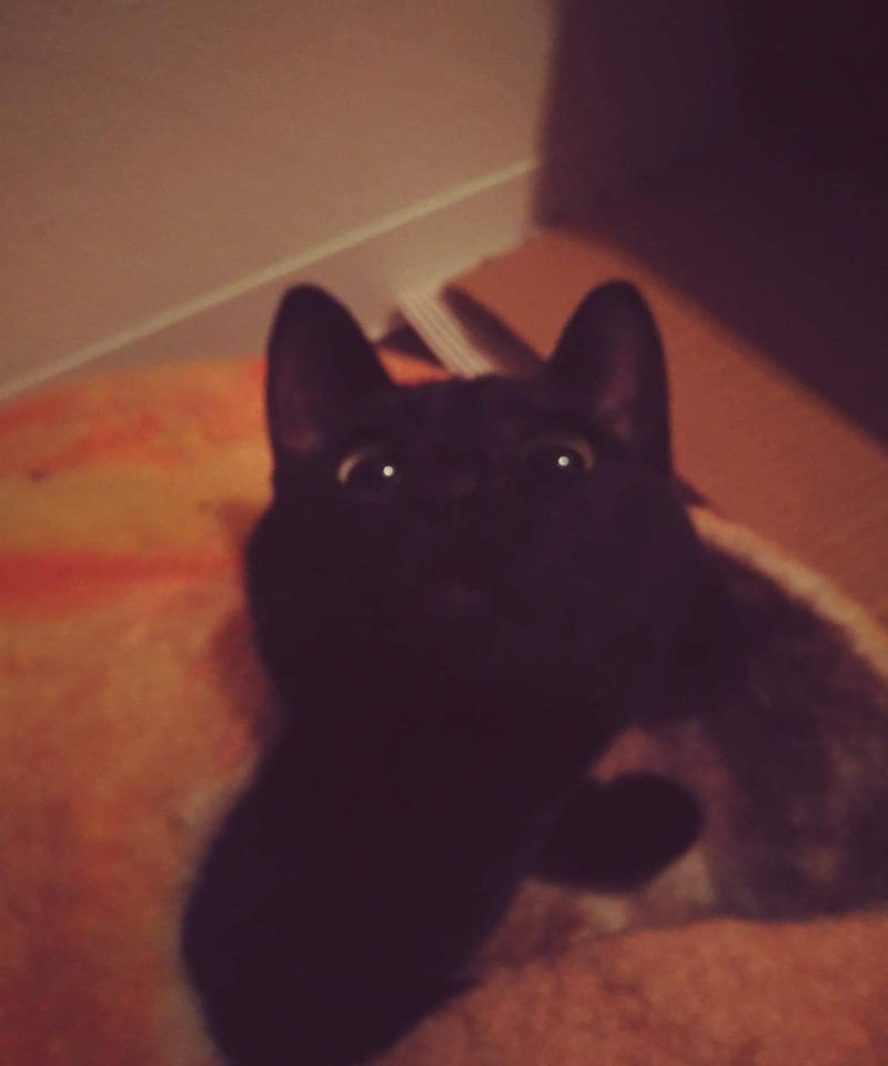 高い素材 ウールフェルト 猫ハウス ネコちぐら ねこベッド Www Anavara Com